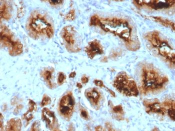 FOLH1 Antibody