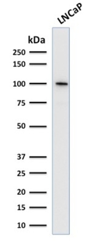 FOLH1 Antibody