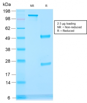 AMACR Antibody