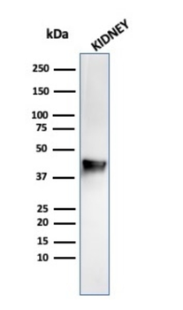 AMACR Antibody