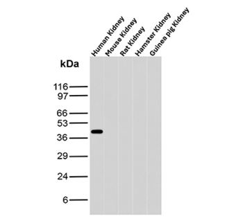 AMACR Antibody