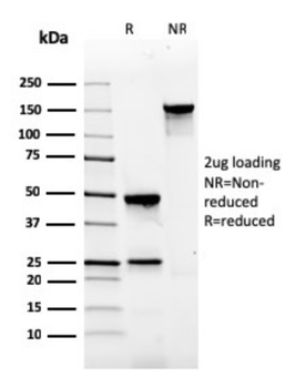 GAST Antibody