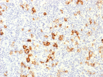 FUT4 Antibody