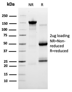 SERBP1 Antibody
