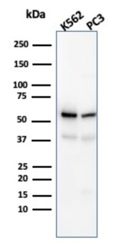 SERBP1 Antibody