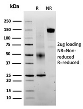 SERBP1 Antibody