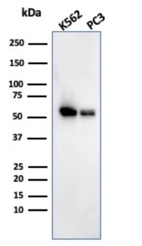 SERBP1 Antibody