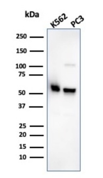 SERBP1 Antibody