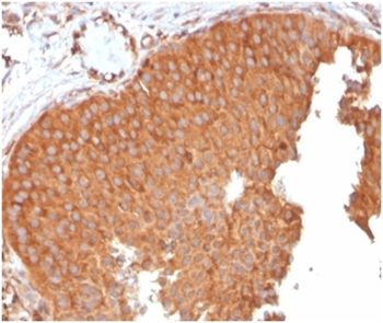 SERBP1 Antibody