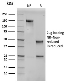 SERBP1 Antibody