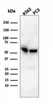 SERBP1 Antibody