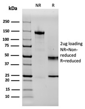 SERBP1 Antibody