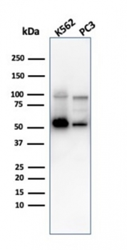 SERBP1 Antibody
