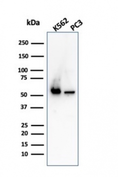 SERBP1 Antibody