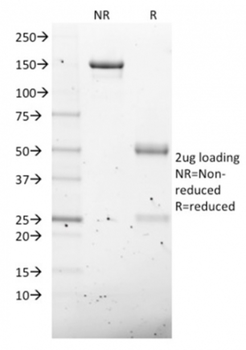 NKX2-8 Antibody