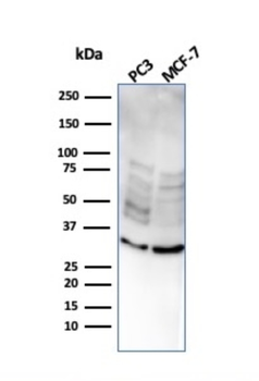 NKX2-8 Antibody