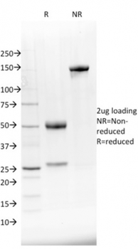 NKX2-8 Antibody