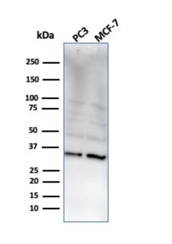 NKX2-8 Antibody