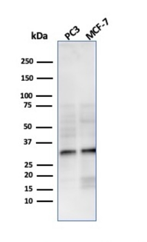 NKX2-8 Antibody