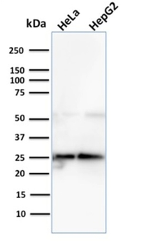 GLO1 Antibody