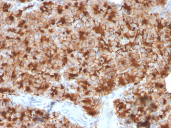 GP2 Antibody