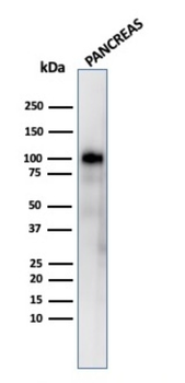 GP2 Antibody