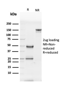 GP2 Antibody