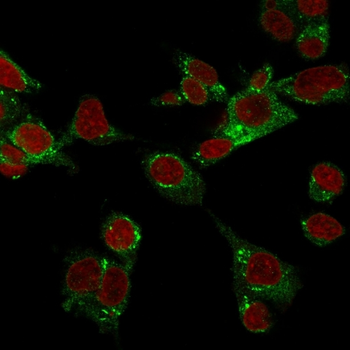 GPX4 Antibody