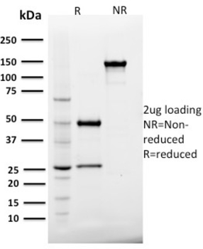 GPX4 Antibody