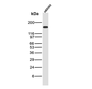 MSH6 Antibody