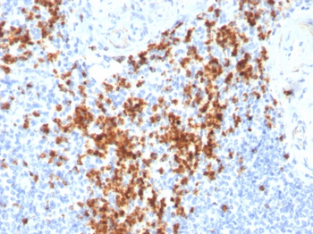GZMB Antibody
