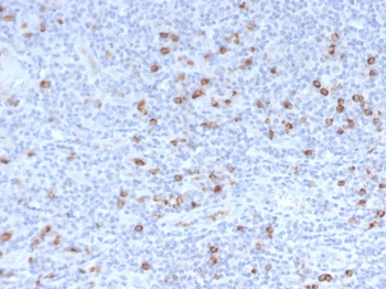 GZMB Antibody