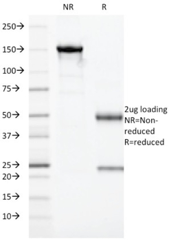 GZMB Antibody