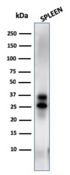 GZMB Antibody