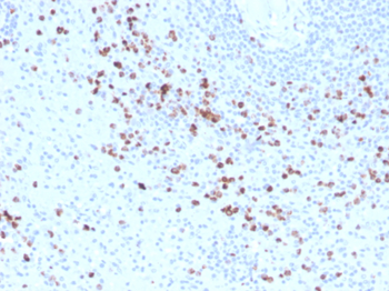 GZMB Antibody