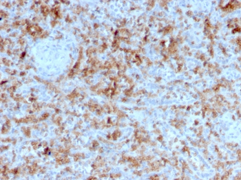 GZMB Antibody