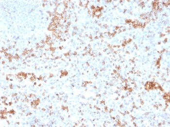 GZMB Antibody