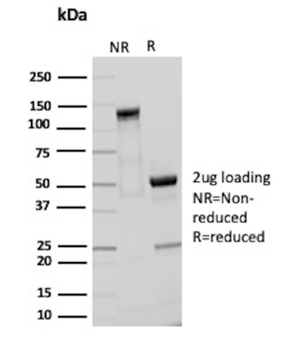 GZMB Antibody