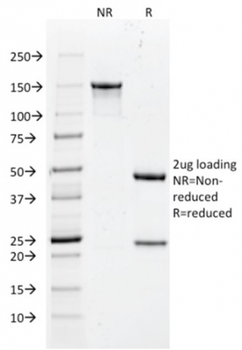 H1-0, N/A Antibody