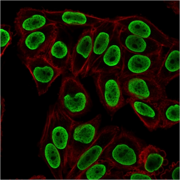 H1-0, N/A Antibody
