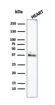 H1-0, N/A Antibody