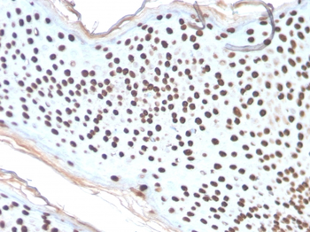 H1-0, N/A Antibody