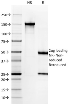 H1-0, N/A Antibody