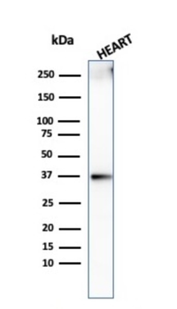 H1-0, N/A Antibody