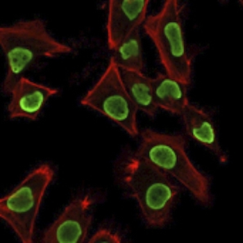H1-0, N/A Antibody