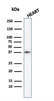H1-0, N/A Antibody