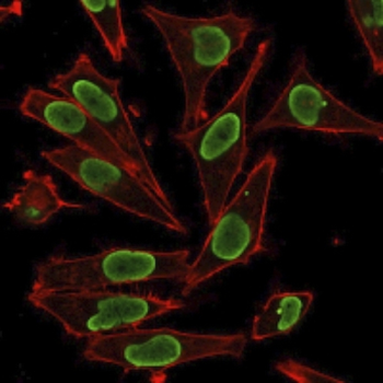 H1-0, N/A Antibody