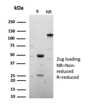 H1-0, N/A Antibody