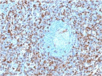 ANXA1 Antibody