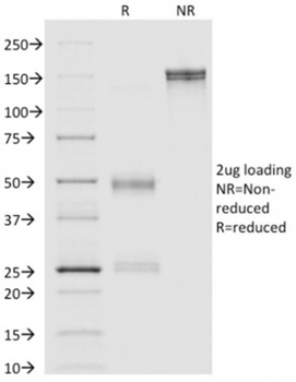 ANXA1 Antibody